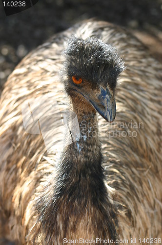 Image of emu