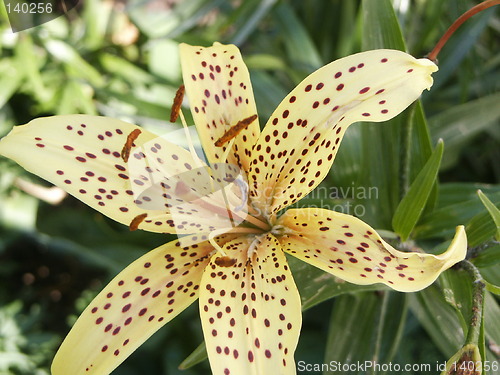 Image of Lily