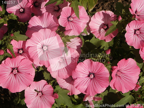 Image of pink flowers