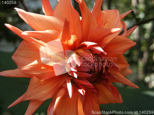 Image of Dahlia