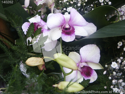 Image of Orchids