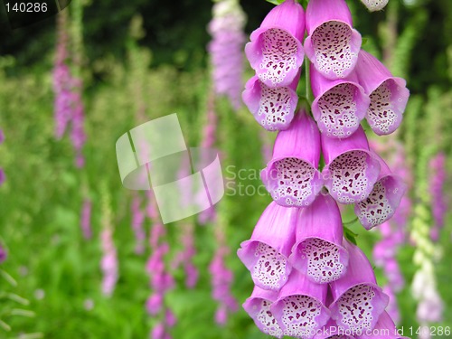 Image of Foxgloves