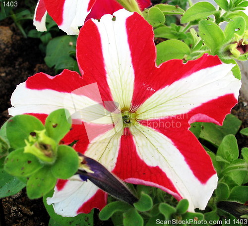 Image of Pansy stripes