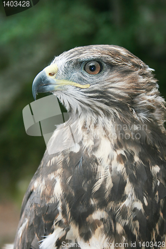 Image of Eagle