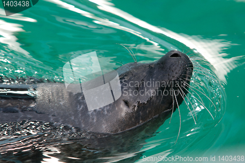 Image of Seal