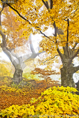 Image of yellow autumn forest