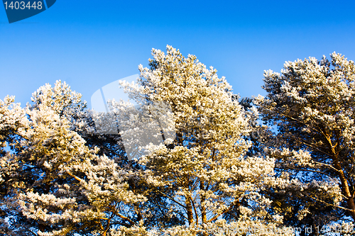 Image of Pine top in hoarfrost