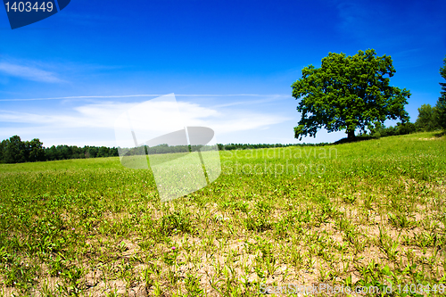 Image of Oak growing in the field 