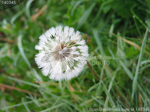 Image of Icy Dandelion