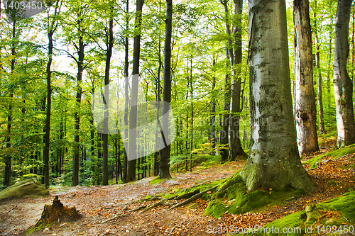 Image of Beechen wood