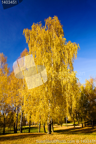 Image of Birch (autumn)