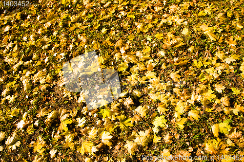 Image of fallen down foliage