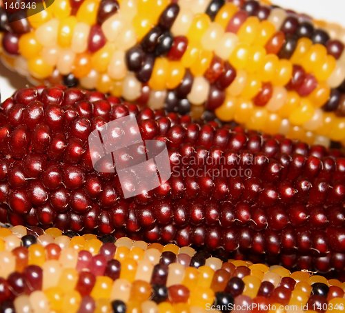 Image of Indian Corn