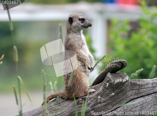 Image of  meerkat 