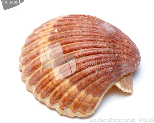 Image of Seashell