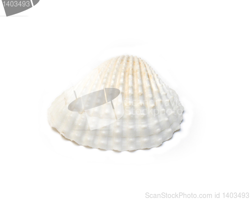 Image of Seashell