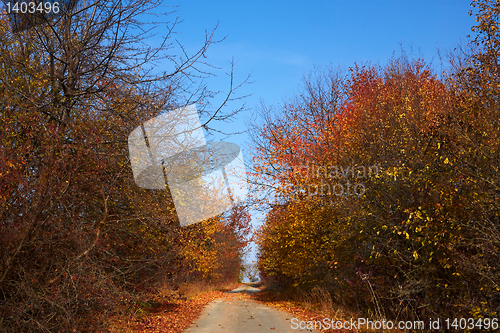 Image of Road among autumn trees