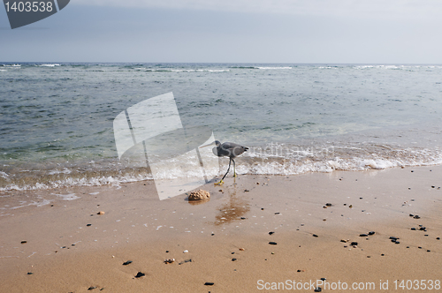 Image of Ibises walking alon the beach