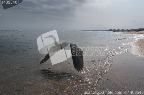 Image of Ibis flying over sea