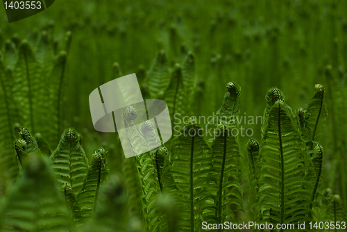 Image of Fern background