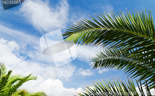 Image of Blue sky with palm trees