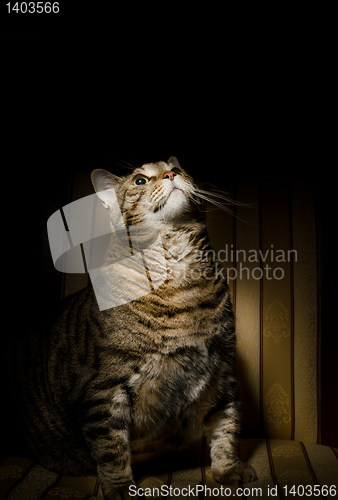 Image of Big fat cat on armchair