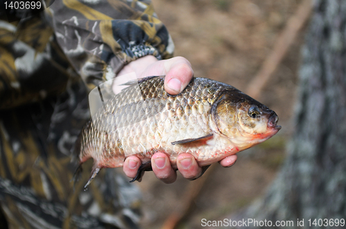 Image of Fish in hand