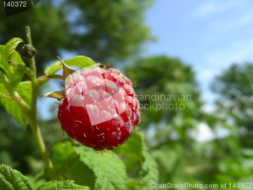 Image of raspberry