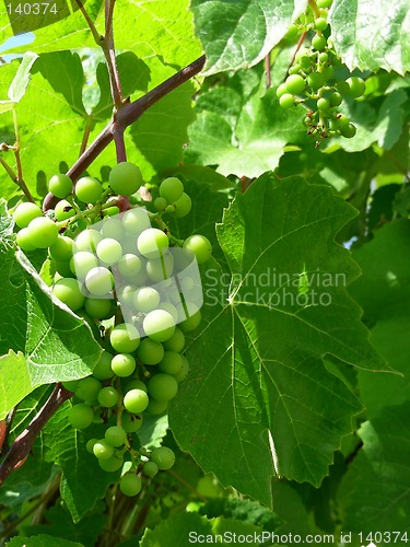 Image of vine