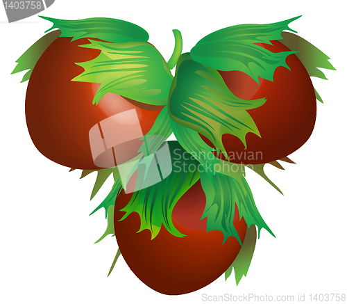 Image of Hazelnut vector