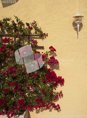 Image of Bougainvillea