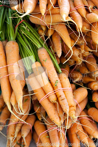 Image of Freshly Picked Bunches of Organic Carrots