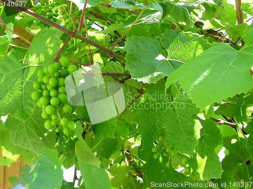 Image of grapes