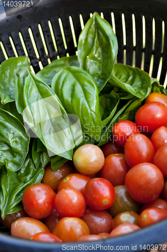 Image of Fresh Tomatoes and Basil