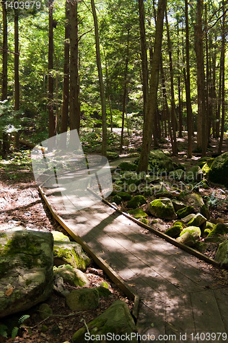 Image of Wooded Walking Path