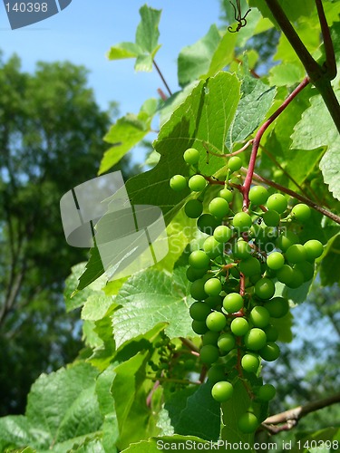 Image of grapes