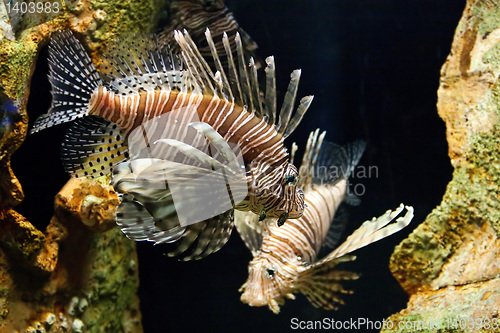 Image of Lion Fish