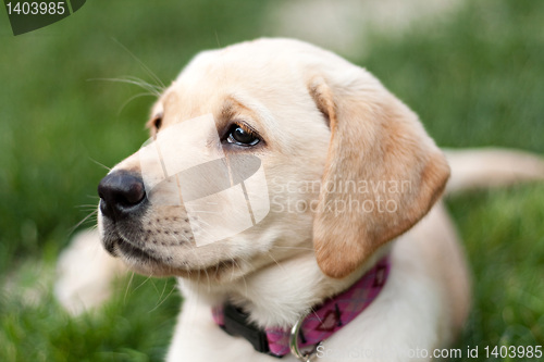 Image of Cute Golden Labrador Puppy in the Grass