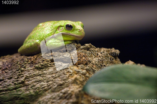 Image of Green Tree Frog