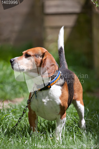 Image of Beagle Watch Dog