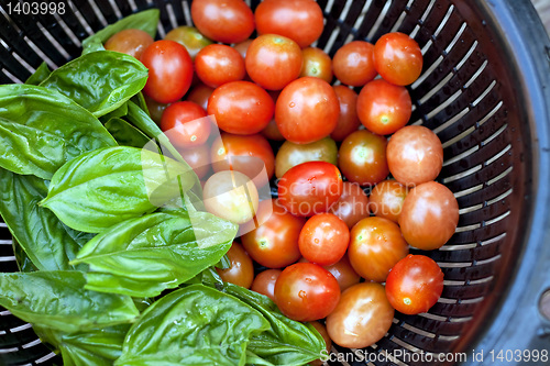 Image of Vine Ripened Grape Tomatoes and Italian Basil