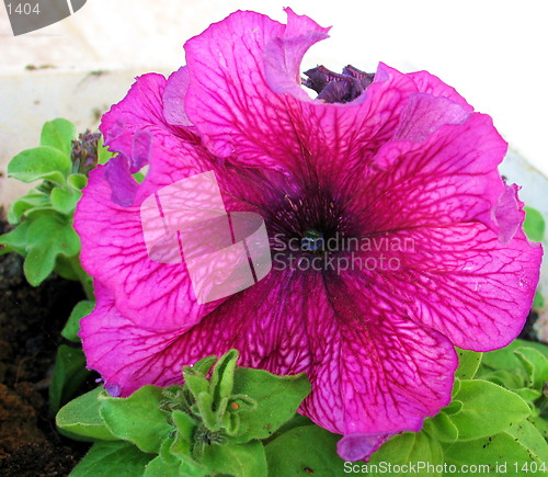 Image of Pink pansy