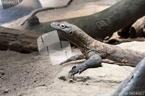 Image of Komodo Dragon Reptile