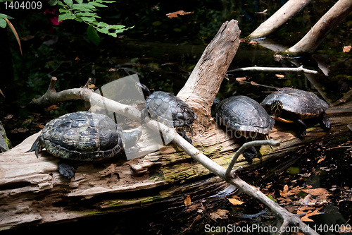 Image of Four Turtles Resting on a Log