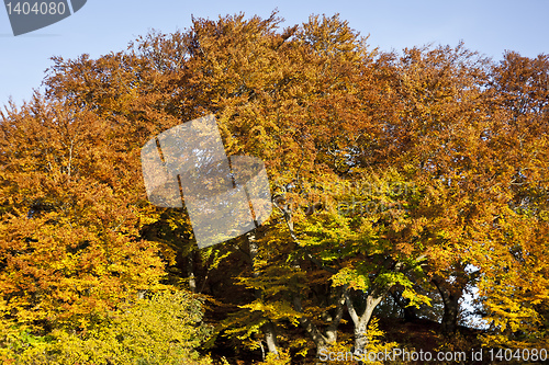 Image of autumn leaf