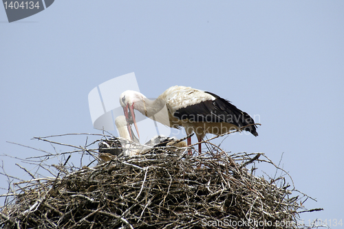 Image of Stork family on the nest