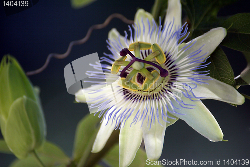 Image of Passion Flower