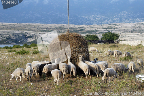 Image of Sheeps