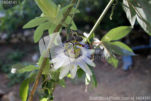 Image of Passion Flower