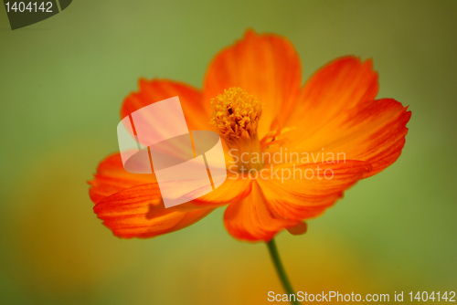 Image of Yellow flower